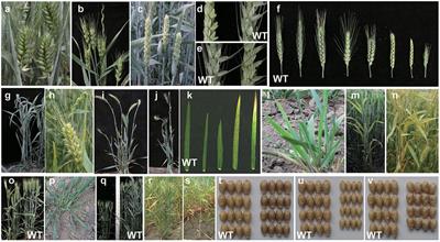 Development of a High-Efficient Mutation Resource with Phenotypic Variation in Hexaploid Winter Wheat and Identification of Novel Alleles in the TaAGP.L-B1 Gene